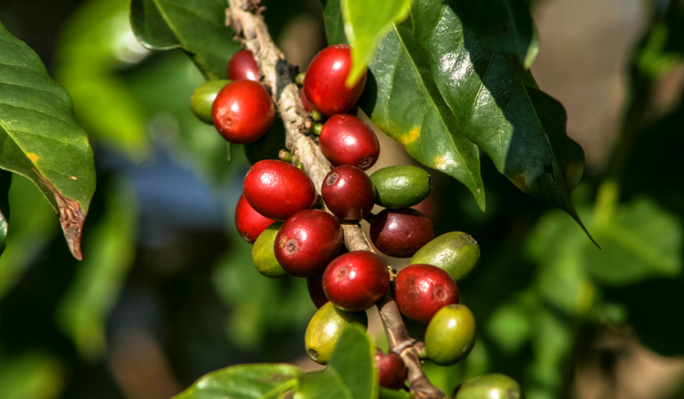 Arabica vs. Robusta – koja je bolja?